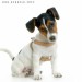 jack-russel-terrier.jpg