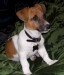 jack_russell_terrier_roux.jpg