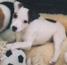 jack_russell_terrier_puppy_h04.jpg